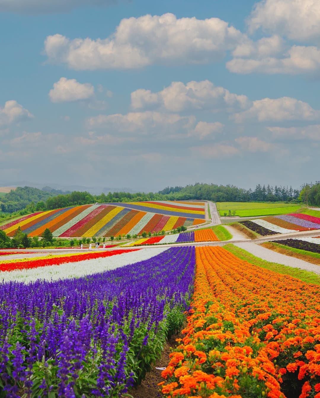 Furano Flower Fields